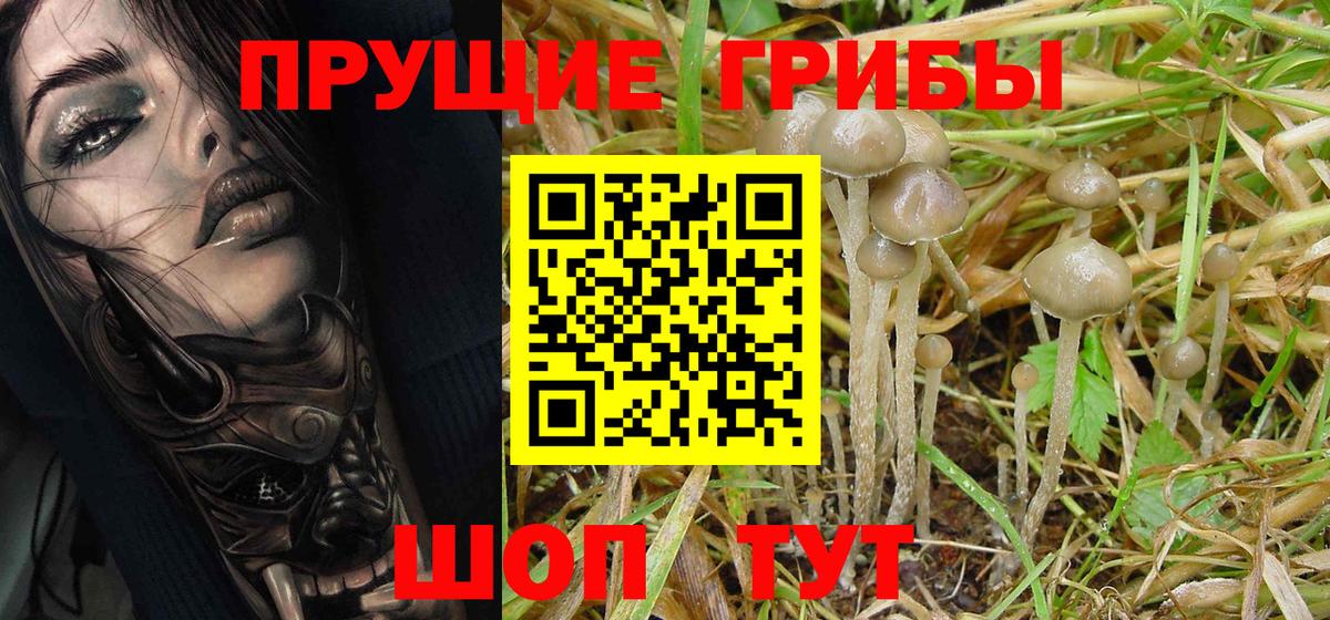 Псилоцибиновые грибы Psilocybe Вольск